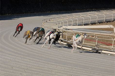 greyhound handicapping|How to Handicap for Speed .
